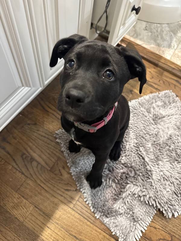 Pinot the boxador puppy